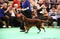 Crufts2011_2 006
